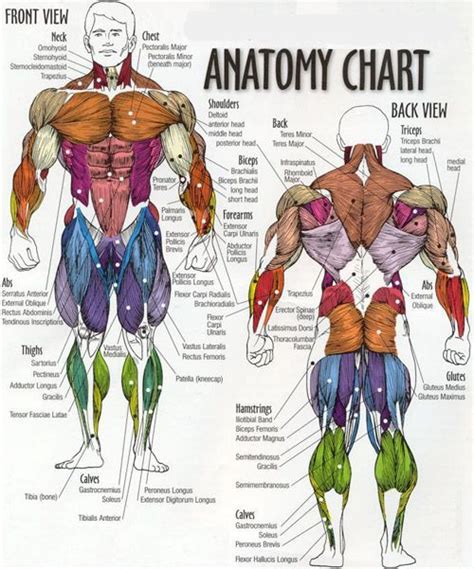 Attached to the bones of the skeletal system are about 700 named muscles that make up roughly half of a person's body weight. Muscle Map | Training/Exercise | Pinterest | Muscles ...