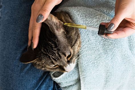 How To Clean Cat Ears 5 Tricks That Will Make It Easy Catvills