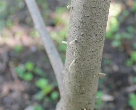 Ambrosia Beetles Keystone Tree Experts