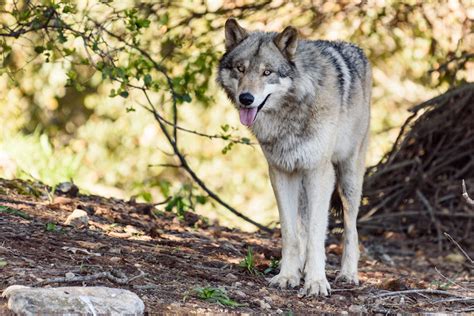 Zookeepers Help Acclimate Gray Wolves To New Habitat At Oakland Zoos