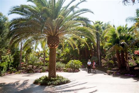 The Community Garden Phoenix Canariensis Canary Island Date Palm