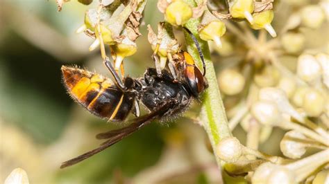 Experts Issue Warnings As Killer Asian Hornets Are Spotted In The Uk Trendradars Latest