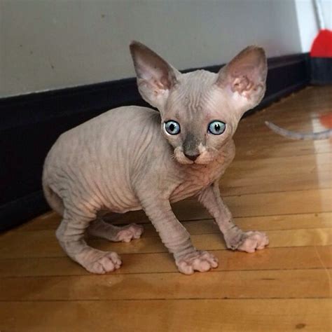 Gray Sphynx Kitten Cat Hairless Sphynx Pinterest