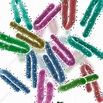 Marburg virus particles, illustration - Stock Image - F019/4178 ...