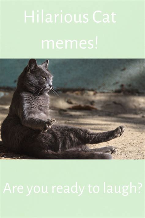 The Top Ten Funny Cat Memes Of The Past Decade Funny Cat Memes Cats