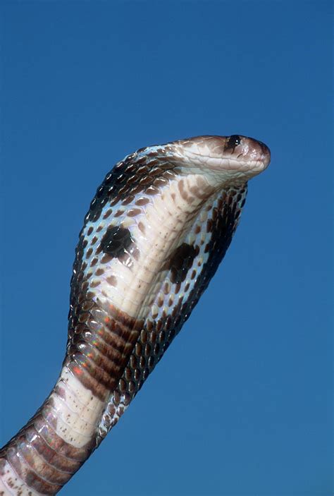 Spectacled Cobra Naja Naja Photograph By Nhpa Fine Art America