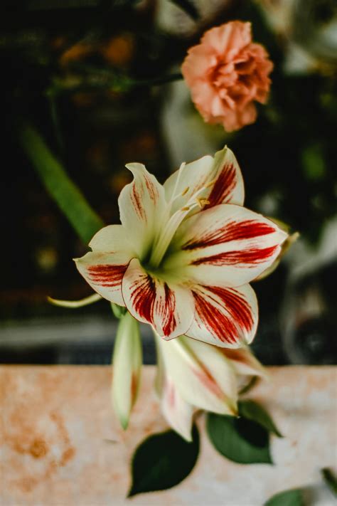 White And Red Flower In Close Up Photography · Free Stock Photo