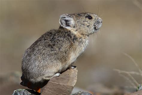 Fur And Feathers 500 A Canada Big Year For Birds And Mammals