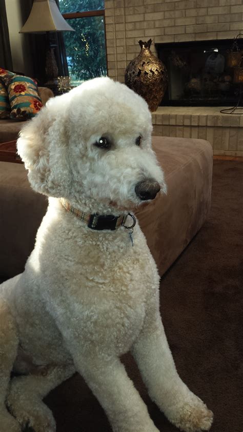 Pin By Carla Sweeney On Dog Haircut Poodle Puppy Standard Poodle
