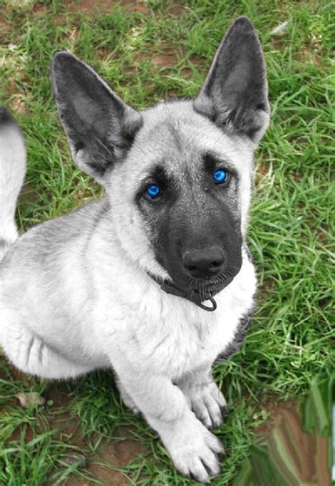 White German Shepherd Blue Eyes For Sale Only 2 Left At 70
