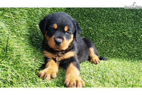 Akc registrable, microchipped, and vaccinations from birth to 8 weeks old in which by that time they will be ready to go to their forever homes. Rottweiler puppy for sale near San Diego, California. | bfcef562-2861