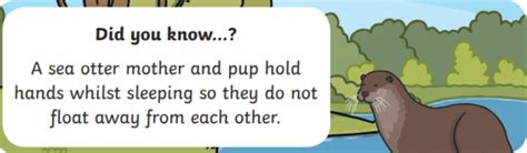Sea Otter Facts For Kids Twinkl Homework Help Twinkl