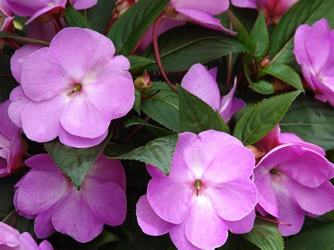 New Guinea Impatiens Planting And Care