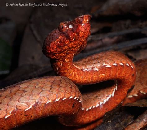 New Pit Viper Species Discovered In India Reptiles Magazine