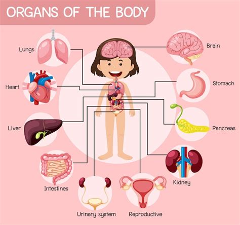 Esquema De órganos Internos Del Cuerpo Humano Cartel Infográfico Plano