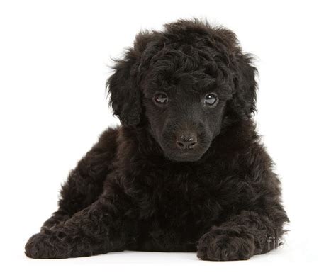 Black Toy Poodle Pup Photograph By Mark Taylor Pixels