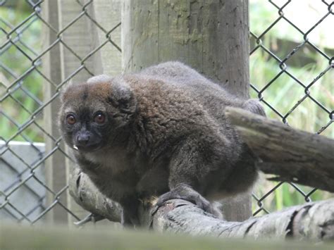 Greater Bamboo Lemur Zoochat