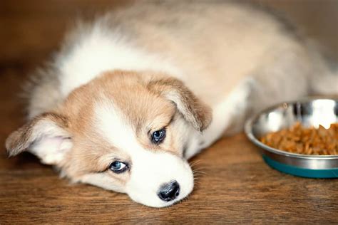 5 Possible Reasons Why Your New Puppy Is Not Eating - Doggie Cube