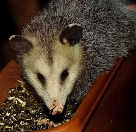 Hello The Virginia Opossum A Marsupial Ranges Throug Flickr