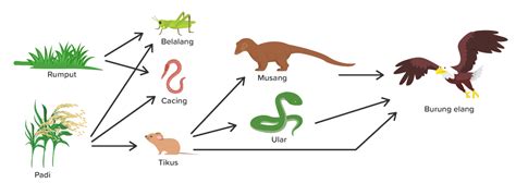 Soal Rantai Makanan Kelas 7 Materi Belajar Tentang Rantai Makanan