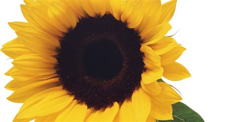 Transparent Sunflower Svg Free Sunflower Clip Art Free Vector