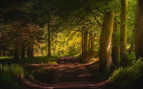 Nature Landscape Forest Dirt Road Shrubs Trees Shadow Path