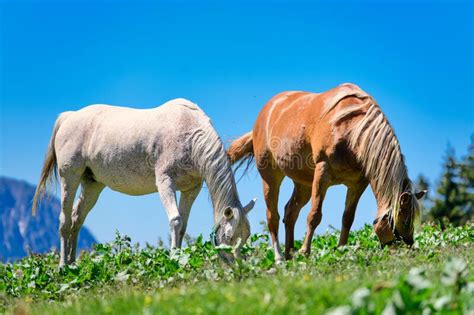 Two Horses Eat Grass Grass Stock Image Image Of Rural 221379475