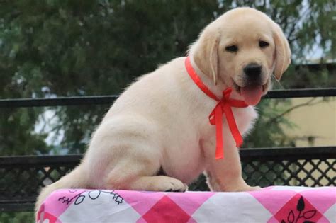 Labrador Retriever Price In India Labrador Retriever Puppies For Sale