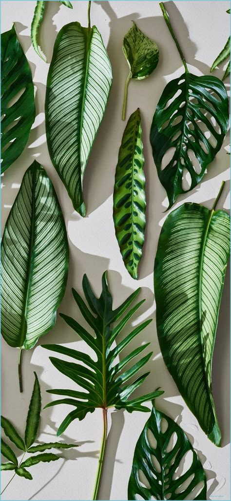 15 Best Desktop Wallpaper Aesthetic Plants You Can Save It Free Of