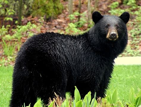10 Essential Facts About Bears American Black Bear Bears And Animal