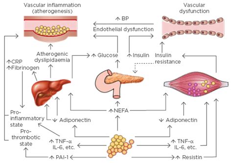 Diabetes mellitus is a chronic condition associated with abnormally high levels of sugar (glucose) in the blood. Type 2 Diabetes Mellitus: Beyond the Beta Cell - European ...