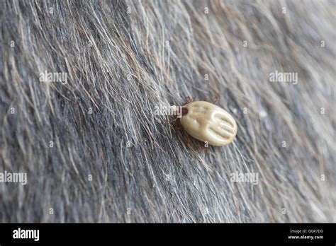 Big Ticks On Dog Hi Res Stock Photography And Images Alamy