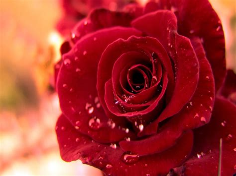 Download and discover more similar hd wallpaper on wallpapertip. 90 Wedding Red Rose Flower Wallpapers Love Roses Pictures ...