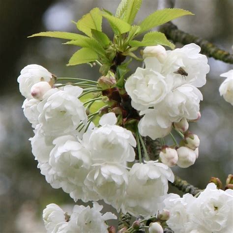 Buy Wild Cherry Prunus Avium Plena £7499 Delivery By Crocus
