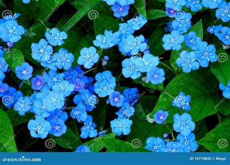 Little Blue Flowers Stock Photo Image Of Nature Blue 14719842