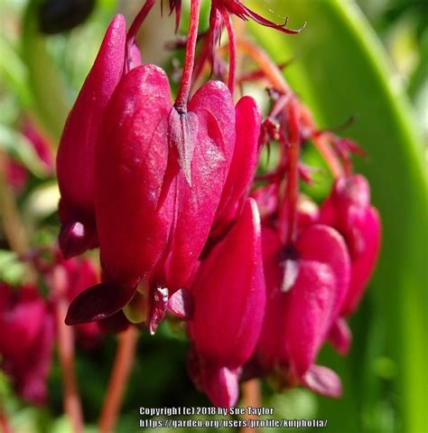 A classic cottage garden staple, bleeding hearts have long been a favorite in perennial gardens. Bleeding Hearts: Plant Care and Collection of Varieties ...