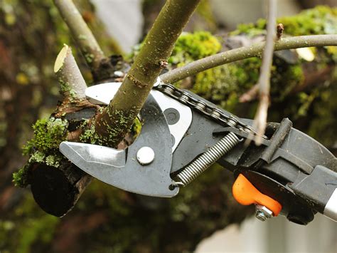 Want To Prune Trees More Easily Use Physics Wired