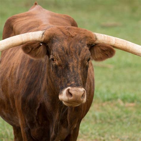 Vache Corne Longue Vignette Ete Zoo Sauvage De Saint Félicien