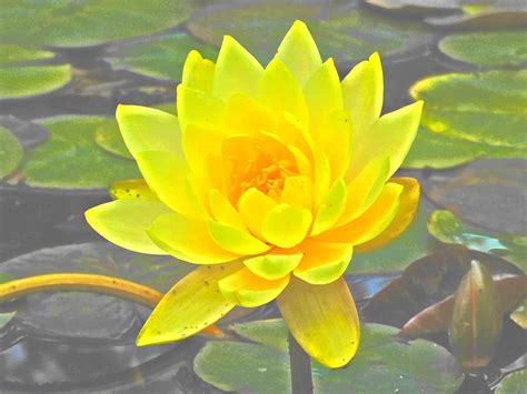 Yellow Water Lily Paint Effect Photograph By Nancy Spirakus