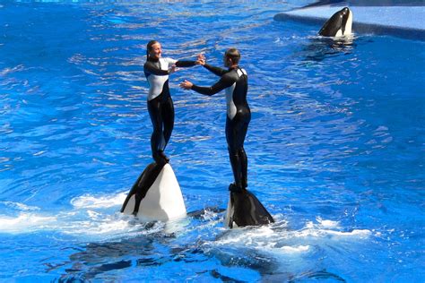 30 Year Old Orca Kayla Dies At Seaworlds Orlando Park