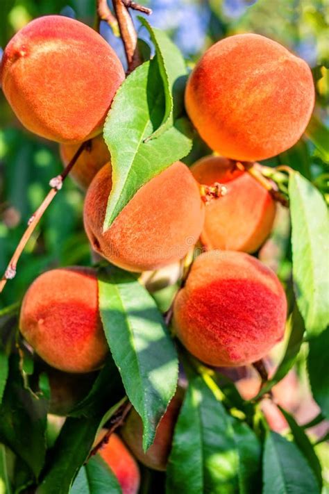Peaches Harvest Ripe Peaches Growing On A Tree Stock Photo Image Of