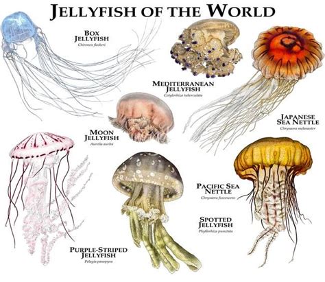 Jellyfish Of The World By Roger Hall Jellyfish Species Types Of