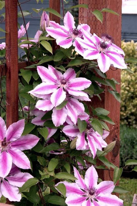 Find out about seven climbing flowers that can add shade and color to your pergola or arbor, including roses, wisteria, morning glory, and sweet pea. Tips for planting, care and cutting - Clematis Climbing ...
