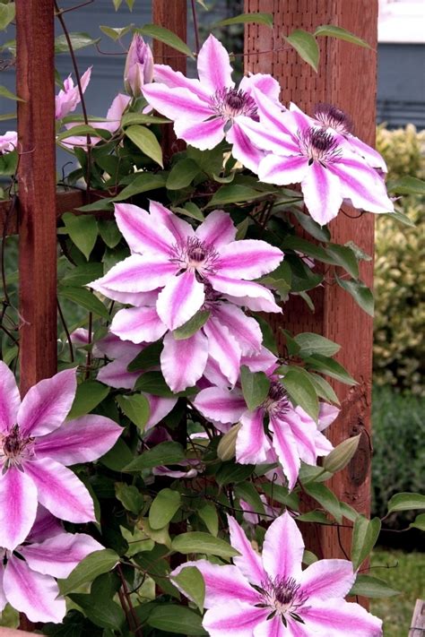 We did not find results for: Clematis Climbing Plants - Tips for planting, care and ...