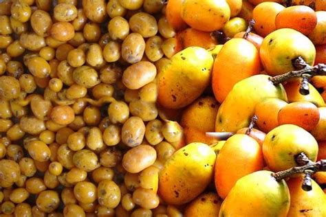 Portal ParamazÔnia Frutas Brasileiras Frutas Tropicais Frutas