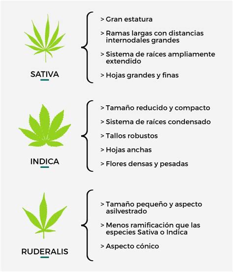 Básicos Del Cannabis ¿qué Es El Thc E94