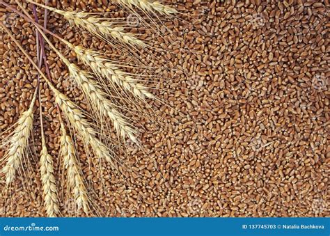 Background Of Wheat Ears Lie On Golden Wheat Grains Scattered On Wooden
