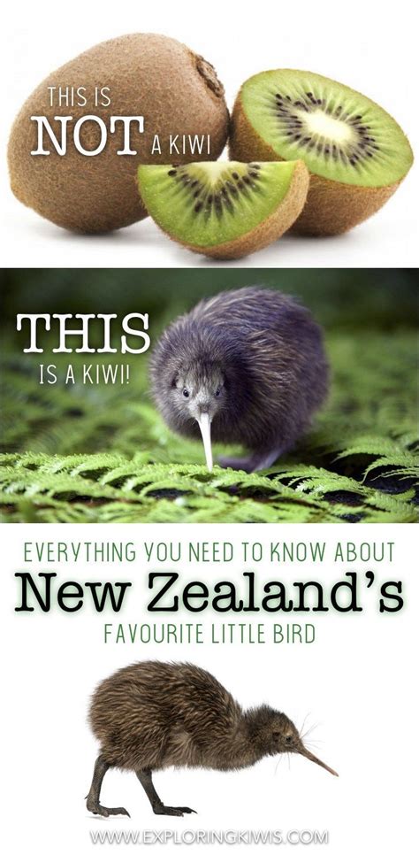 Why New Zealand Kiwi Historyzd