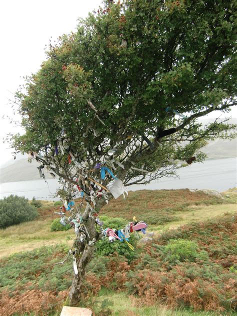 Fairy Tree You Will See These All Over Ireland Usually A Hawthorn