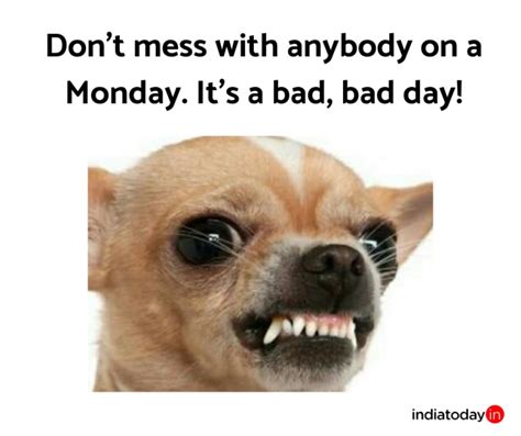 Monday Blues Dog Meme